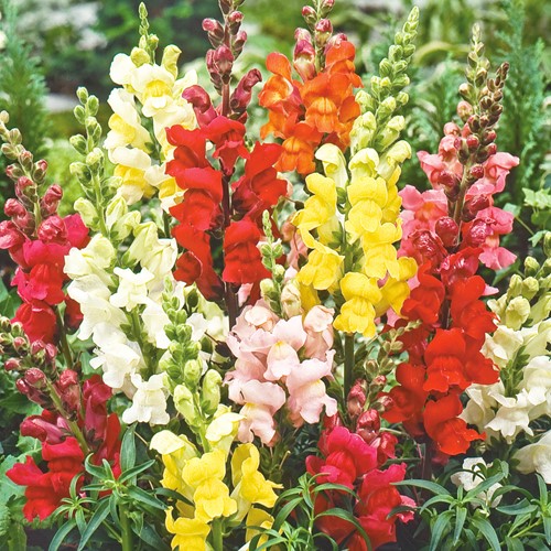 Muflier des Jardins demi-naine Rainbow mix