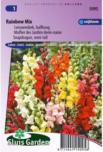 Muflier des Jardins demi-naine Rainbow mix-2