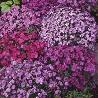 Aubrieta Aubretia Mix - Blauwkussen
