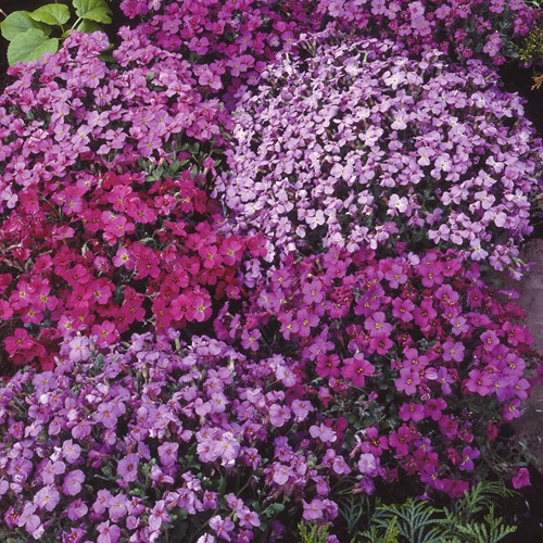 Aubrieta Aubretia Mix - Blauwkussen