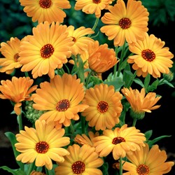 Souci unique Orange EKO - Calendula