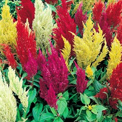 Hanenkam Pampas Plume Mix