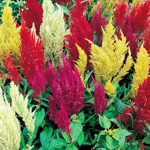 Hanenkam Pampas Plume Mix