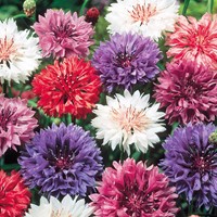 Centaurée à fleurs doubles en mélange