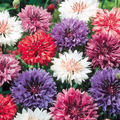 Centaurée à fleurs doubles en mélange