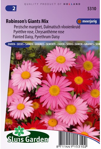 Margriet Robinson's Giants Mix (Perzische margriet)-2