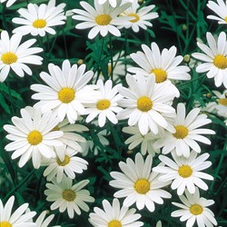 Chrysanthème des prés à grande flleurs Alaska