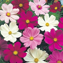 Cosmos bipinné à grandes fleurs Sensation Mix