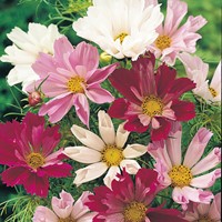 Cosmos Sea Shells Mixed