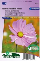 Cosmos Sensation Pinkie - Cosmos bipinnatus-2