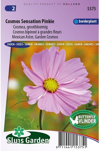 Cosmos Sensation Pinkie - Cosmos bipinnatus-2