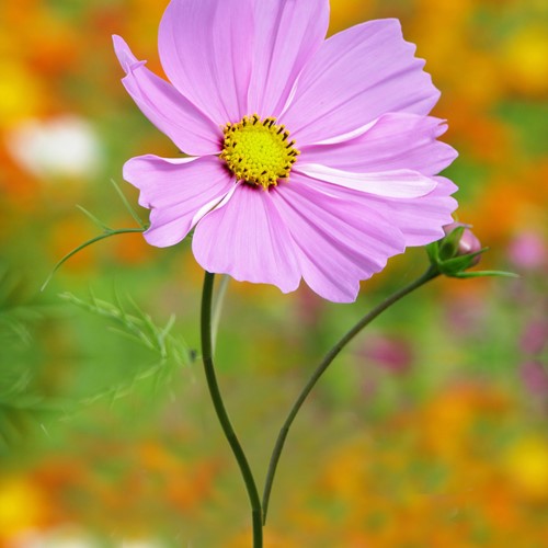 Cosmos Sensation Pinkie - Cosmos bipinnatus
