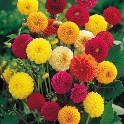 Dahlia de Jardins à petites fleurs doubles Pompon Mix
