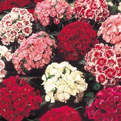 Oeillet de Poète à fleurs doubles Mix