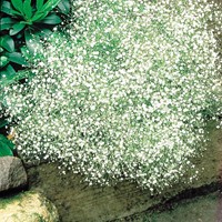 Gypsophile paniculée, Oeillet d'Amour White Design