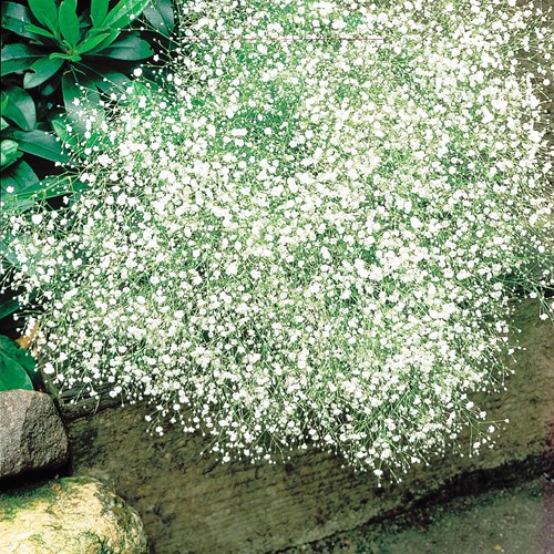 Bruidssluier White Design - Gypsophila