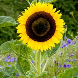 Tournesol à fleurs géantes jaune