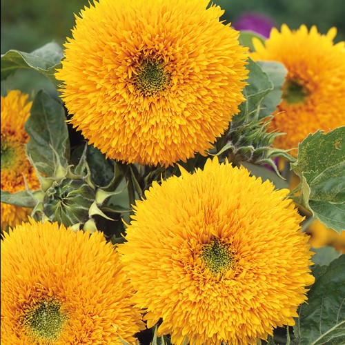 Zonnebloem Teddy Bear, lage dubbelbloemig (Helianthus)