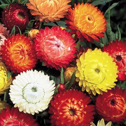 Immortelle à bractées double Mix
