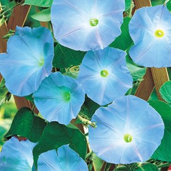 Ipomée à grandes fleurs Heavenly Blue