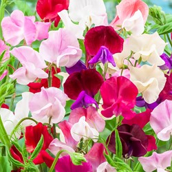 Pois de Senteur / A grandes fleurs EKO