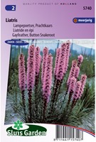 Liatride en épi - Liatris-2
