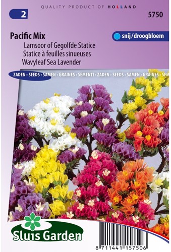 Lamsoor Pacific Mix (Statice)-2