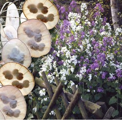 Lunaire annuelle, Monnaie du pape Mix - Lunaria