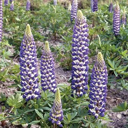 Lupin polyphylle vivace Russell Hybrids The Governer - Lupinus