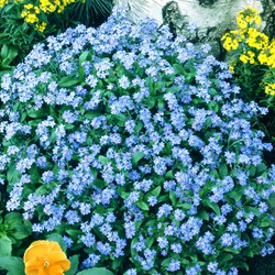 Ne-m'oubliez-pas, Myosotis de forêts Bleu