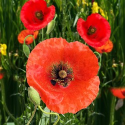 Pavot Coquelicot, Pavot des Moissons, rouge EKO