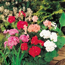 Géranium des Jardins F2 Colour Show Mix