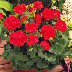 Géranium des Jardins F2 Scarlet