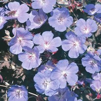 Géranium des prés bleu - Geranium