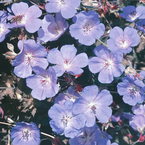 Géranium des prés bleu - Geranium