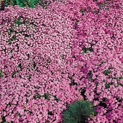 Saponaire Faux-Basil / de Monpellier Rose-Pink - Saponaria