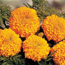 Tagète Rose d'Inde double élevée Hawaii - Tagetes