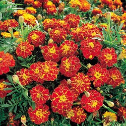Tagète Oeillet d´Inde naine double Rusty Red - Tagetes
