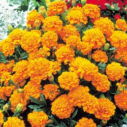 Tagète Tangerine - Tagetes