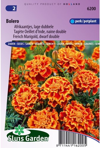 Tagète Bolero - Tagetes-2