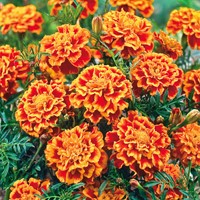 Tagète Bolero - Tagetes