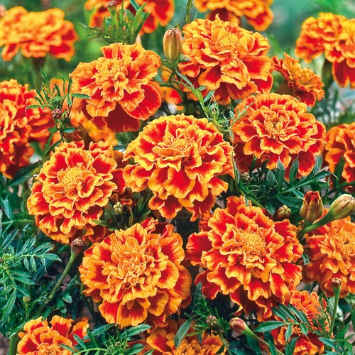 Tagète Bolero - Tagetes