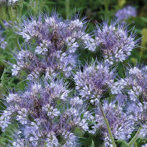 Plante mellifère, Phacélie EKO