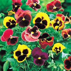 Pensée des Jardins à grandes fleurs Suisse mix