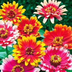 Zinnia Caroussel mix