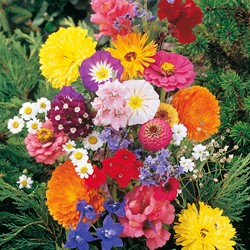Mélange fleurs à couper, annuel