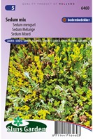 Orpin Mélange - Sedum-2