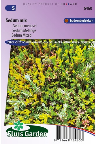 Orpin Mélange - Sedum-2
