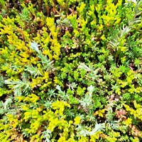 Orpin Mélange - Sedum