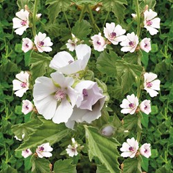 Guimauve officinalis - Althaea officinalis